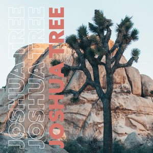 Joshua Tree Los Angeles